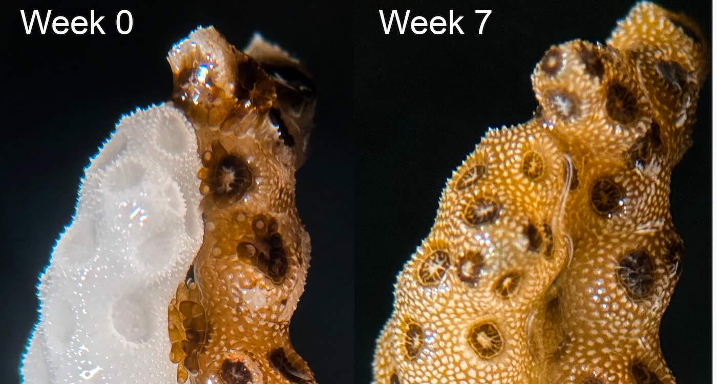 Coral Rejuvenation Breakthrough Offers Glimmer of Hope for Coastal Communities