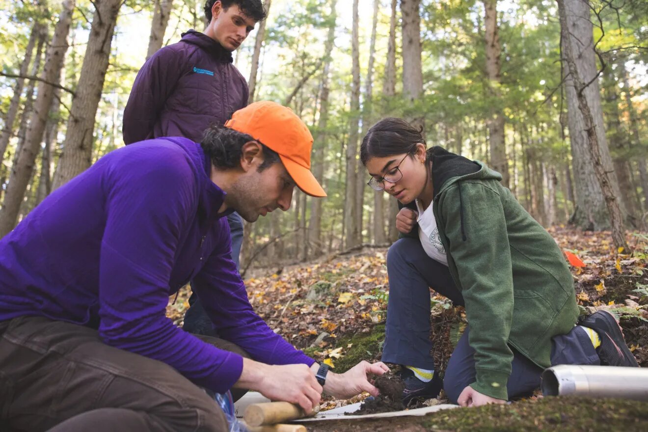 Hidden Below the Surface: Climate Warming Affects Tree Roots' Microbial Partners