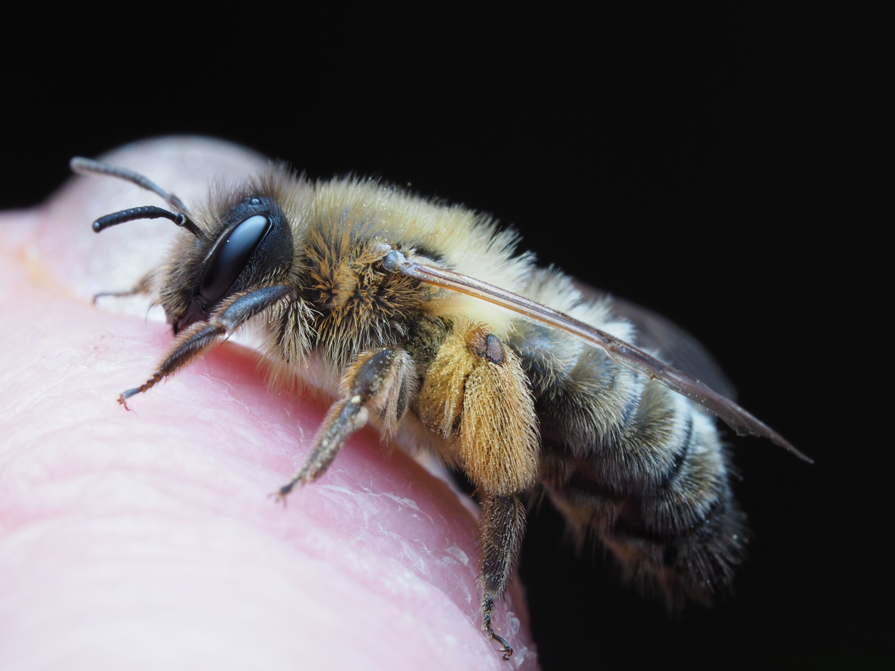 Bees' secret venom pump holds clues to human pain relief