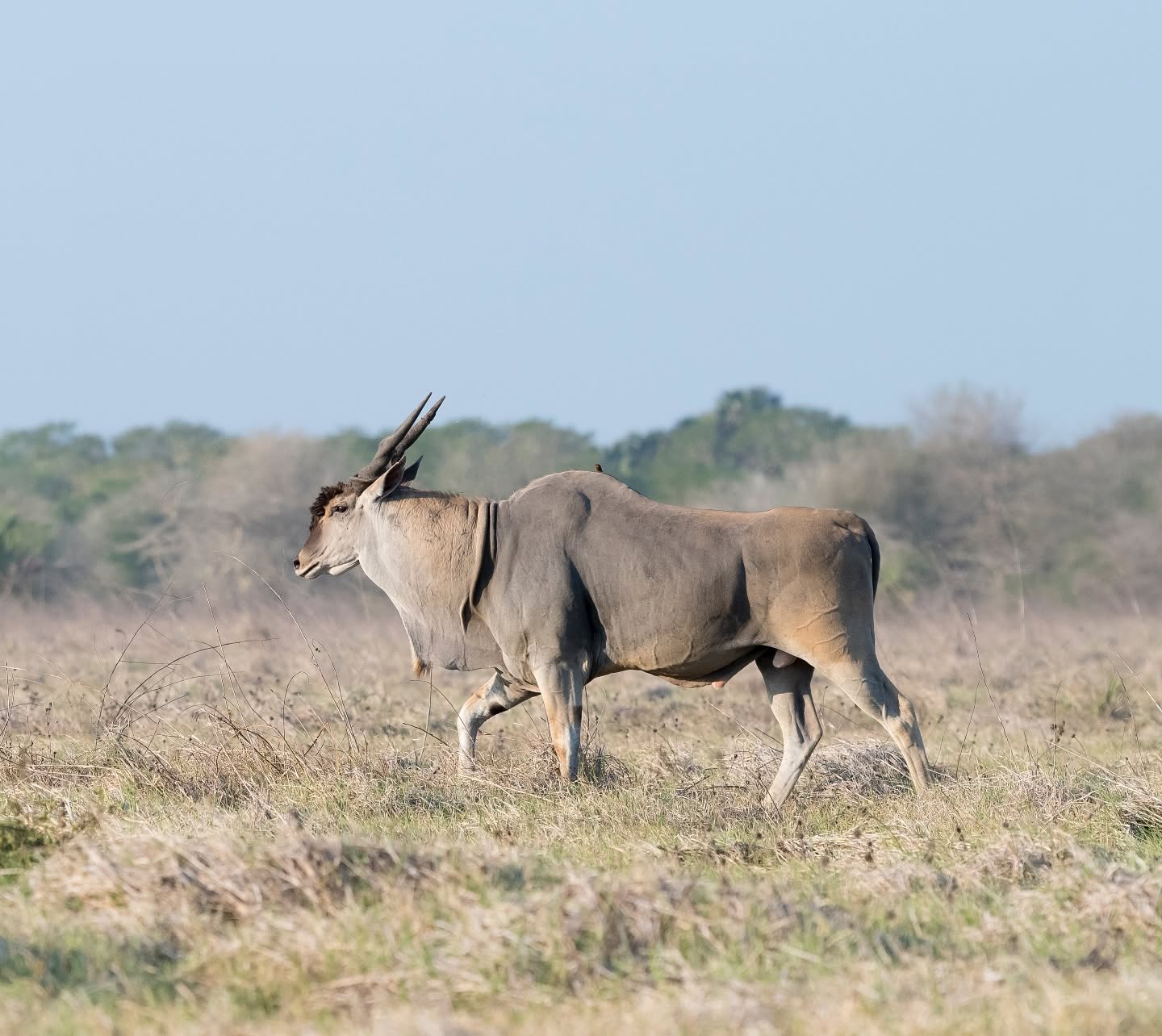 Mozambican conservation efforts receive international recognition