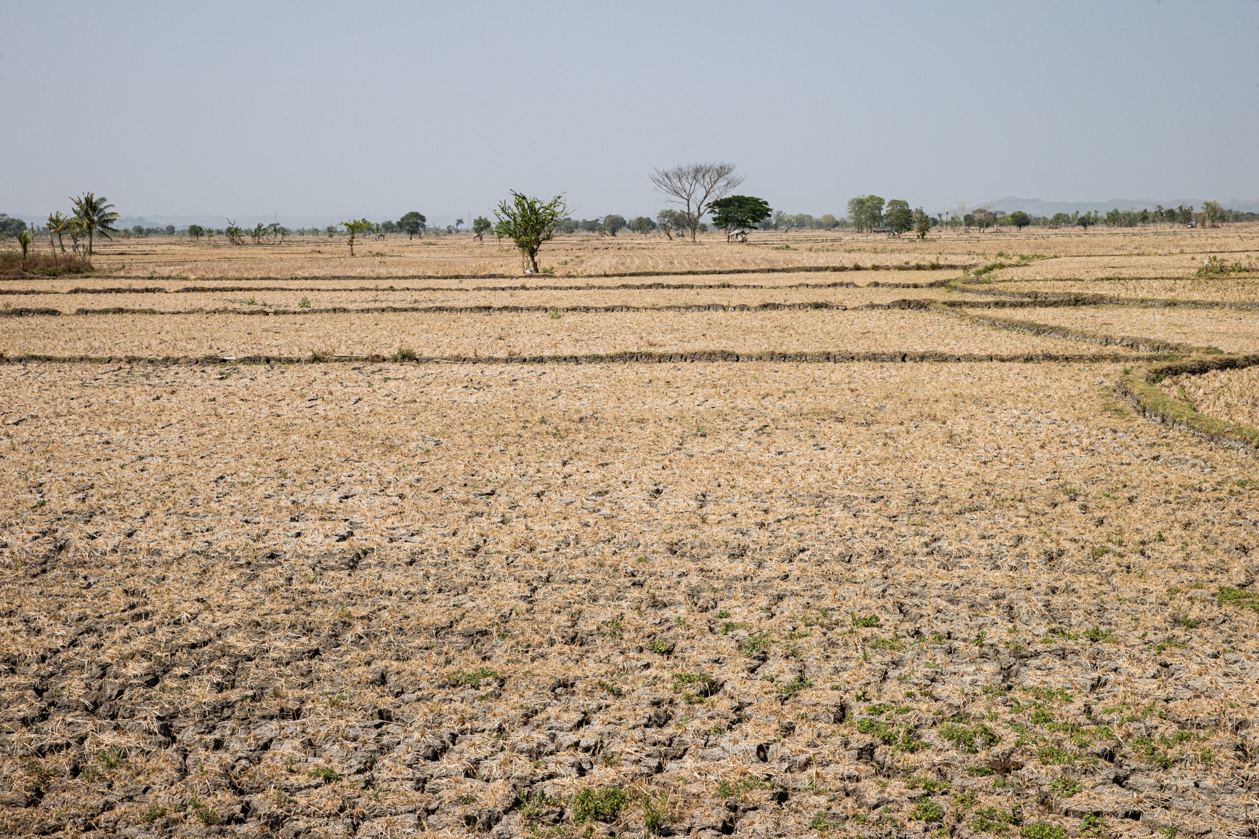 Super El Niño's Impact on Global Markets