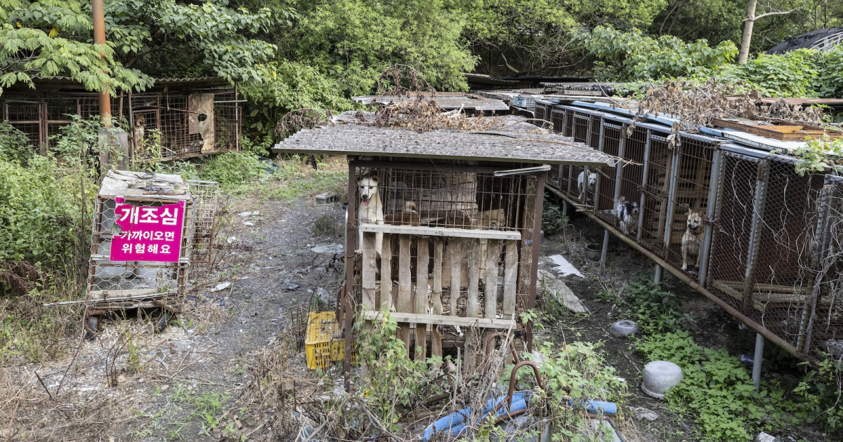 South Korea's dog meat industry fades into history as ban takes hold