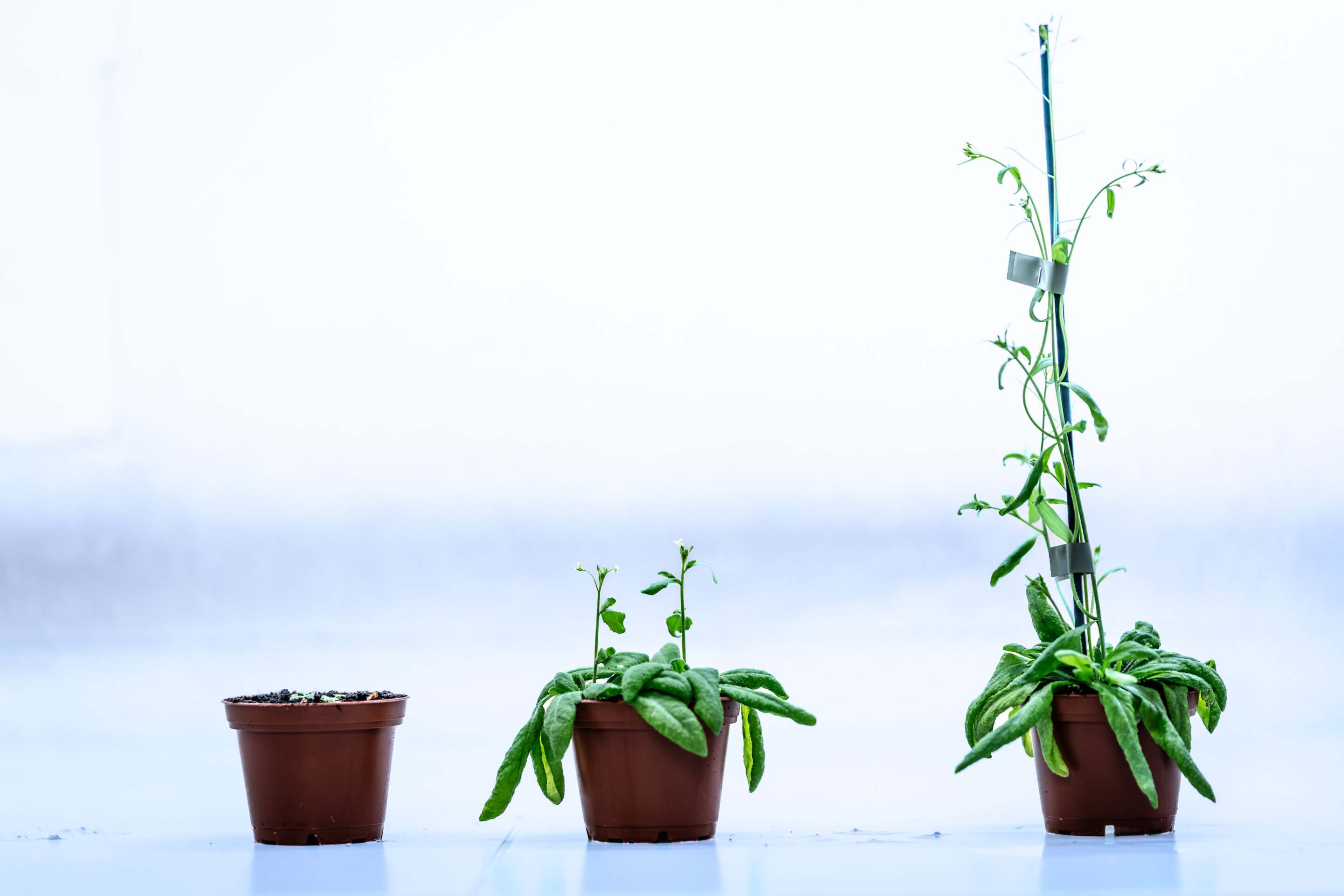 Protein complex may hold key to plant fertility and crop yields
