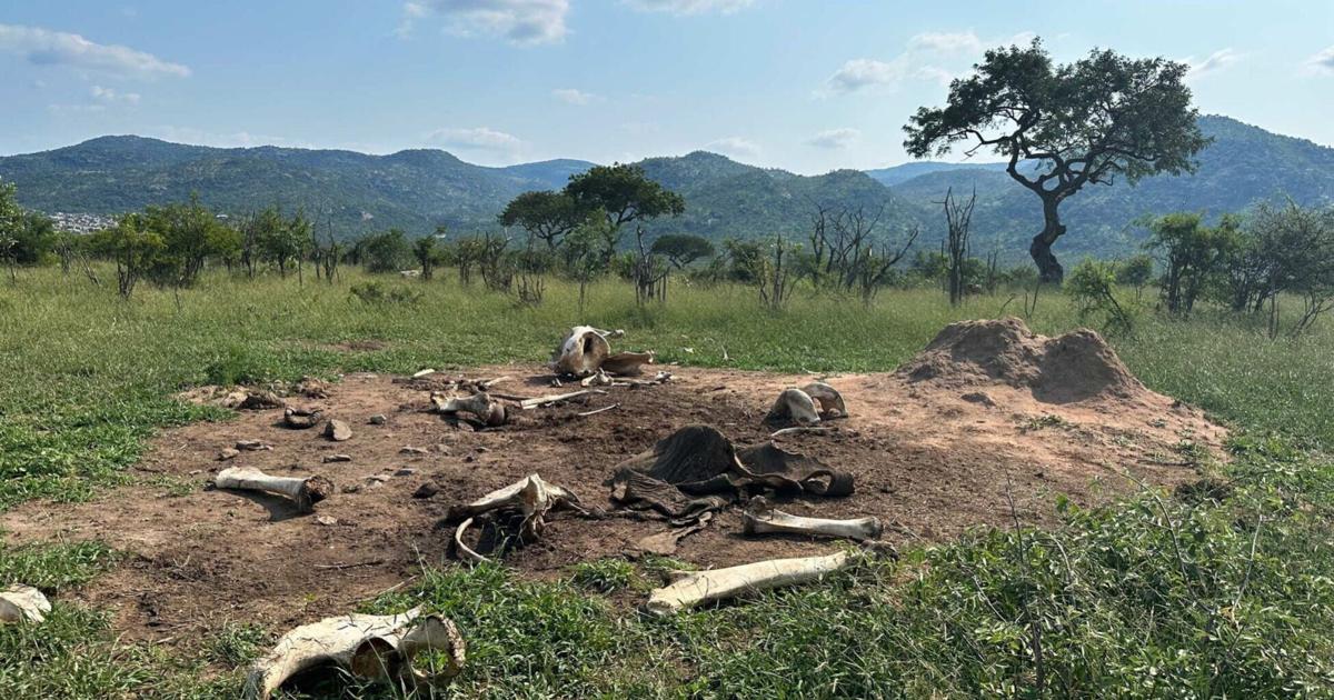 Wildlife ecosystems flourish around elephant carcasses