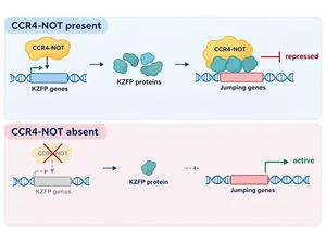 Unraveling the Mystery of Jumping Genes: A New Breakthrough in Gene Regulation