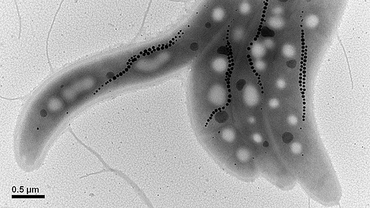 Unlocking the Secrets of a Warmer Past to Save Our Oceans