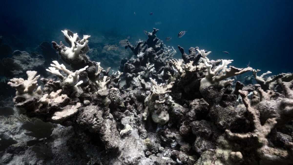 Coral Reef Recovery Hinges on a Simple yet Powerful Principle